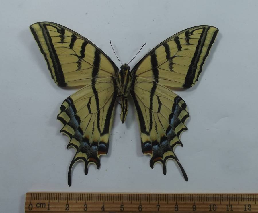 Male - Ventral View<br>(Origin of the Specimen: Hot Springs, South Dakota, 2017)
