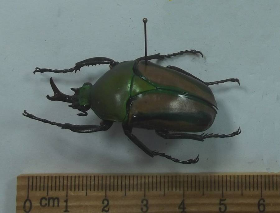 Male - Angle View - Striped Form<br>(Origin of the Specimen: Bamenda, 4200 Feet, Cameroon)
