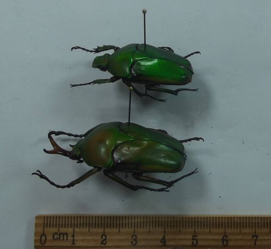 Pair - Angle View - Edge Stripe<br>(Origin of the Specimen: Bamenda, 4200 Feet, Cameroon)