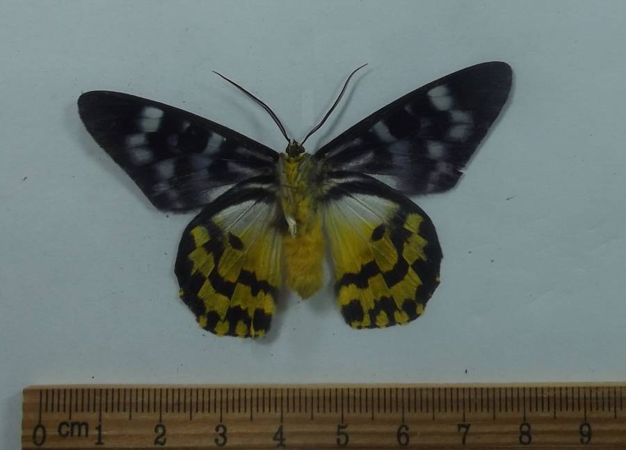Male - Ventral View<br>(Origin of the Specimen: Borneo, April 1989)
