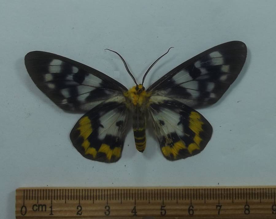 Male - Ventral View<br>(Origin of the Specimen: Cambodia, March 1998)