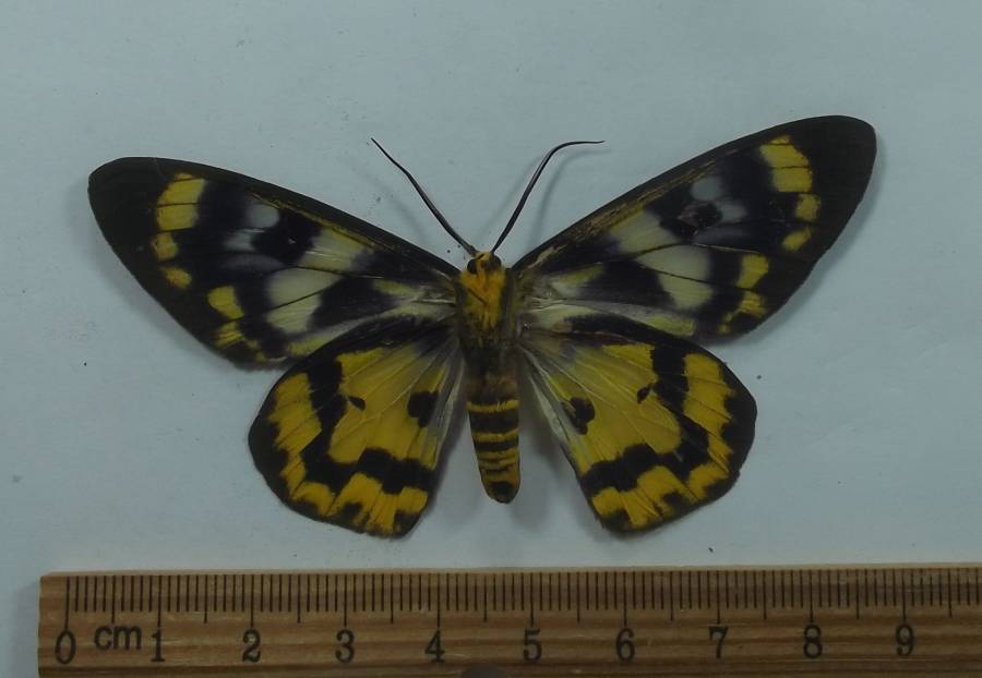 Male - Ventral View<br>(Origin of the Specimen: Ambon, June 2012)