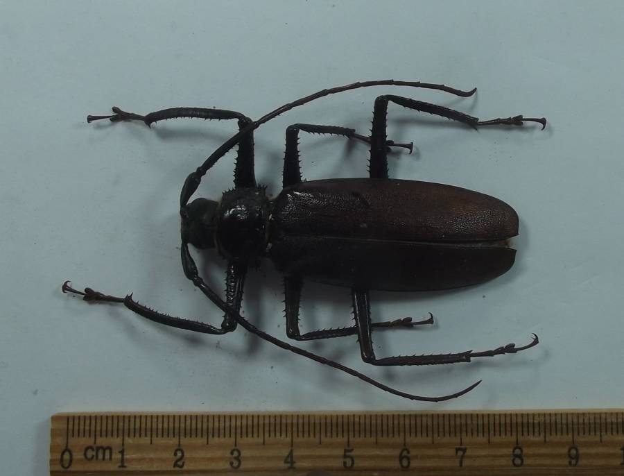 Large Male<br>(Origin of the Specimen: North Central Cameroon, 2016)