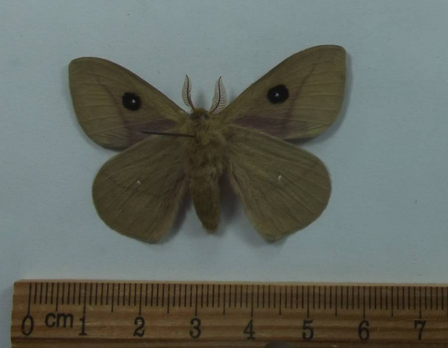 Male - Ventral View<br>(Origin of the Specimen: Louisiana, April 2017)