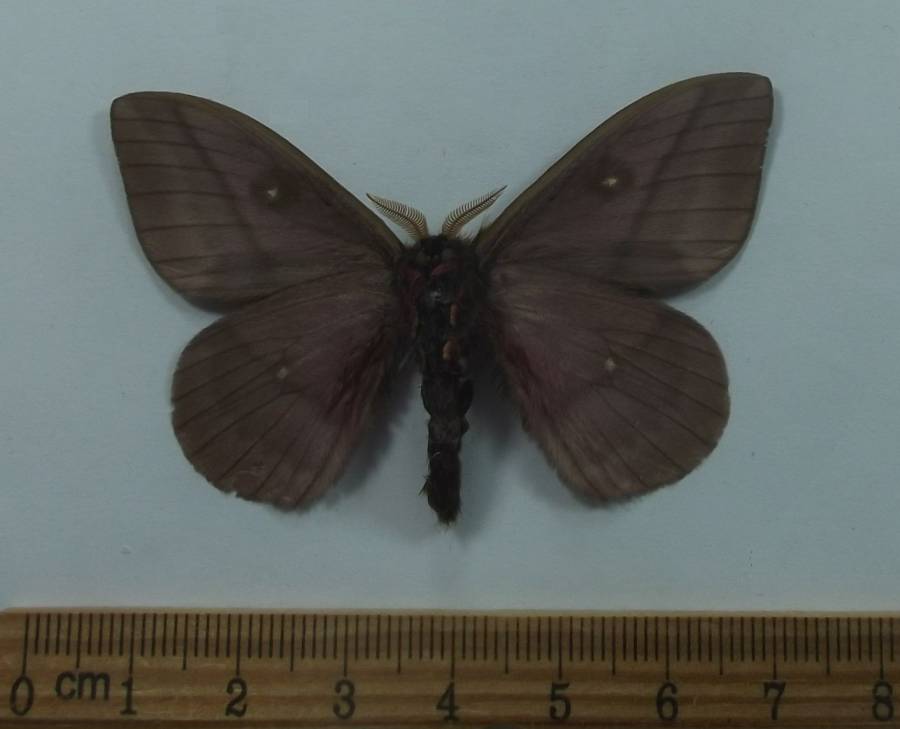 Male - Ventral View<br>(Origin of the Specimen: Lobelas, Mexico, July 2015)