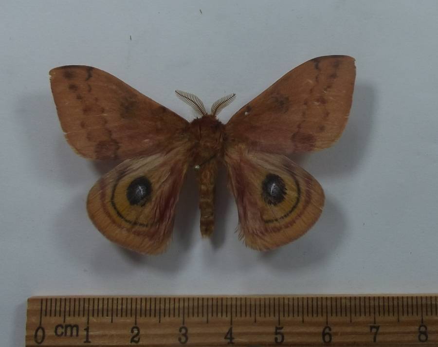 Male - Ventral View<br>(Origin of the Specimen: New Mexioco, July 2017)