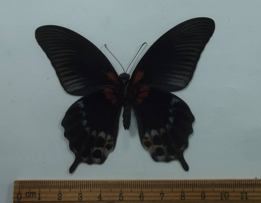 Tailed Male - Ventral View<br>(Origin of the Specimen: Thailand, August 1998)