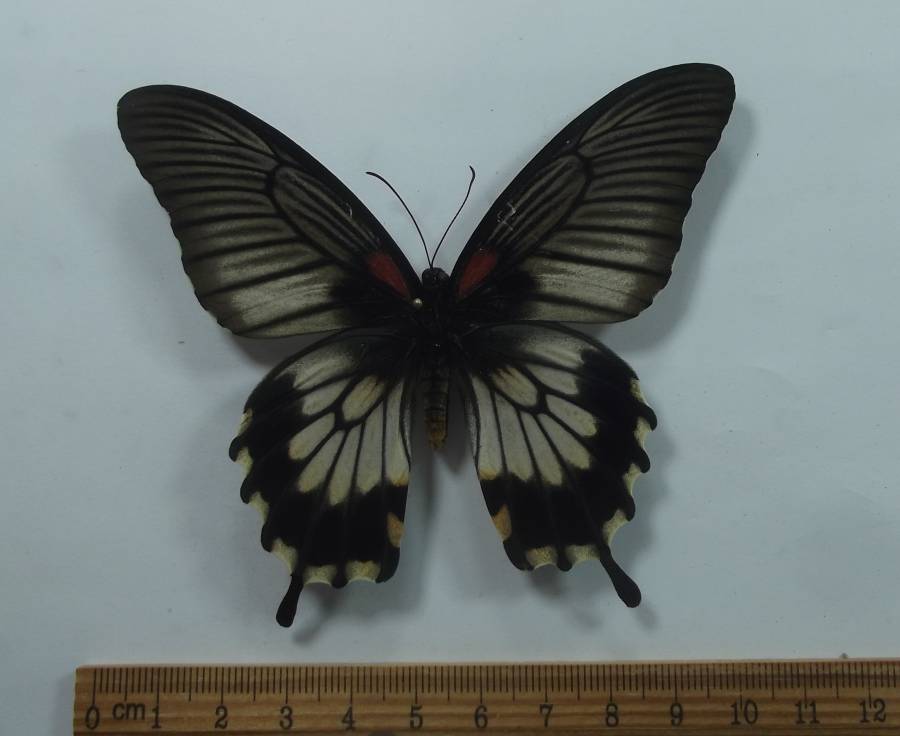 Female - Dorsal View<br>(Origin of the Specimen: Thailand, August 1998)