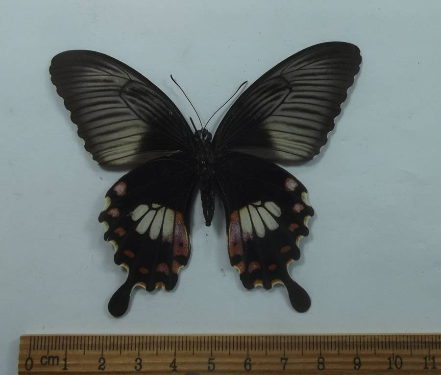 Female - Ventral View<br>(Origin of the Specimen: Vietnam, Sept. 1992)