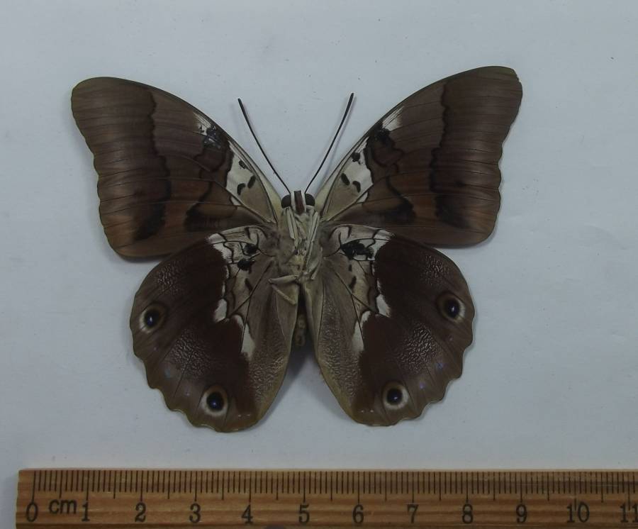 Male - Ventral View<br>(Origin of the Specimen: Chiapas, Sept. 1995)
