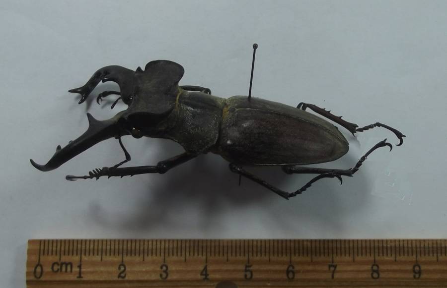 6.8 Cm. Angle View<br>(Origin of the Specimen: Japan)