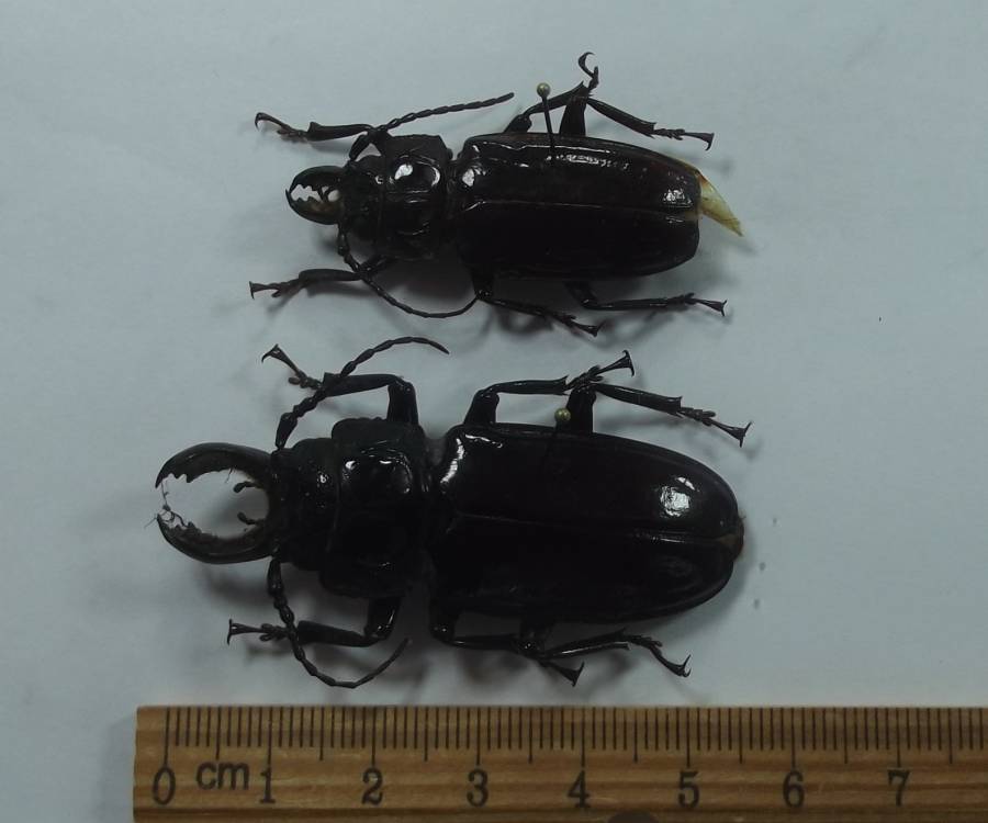 Pair<br>(Origin of the Specimen: Cameroon, Near Nigeria)