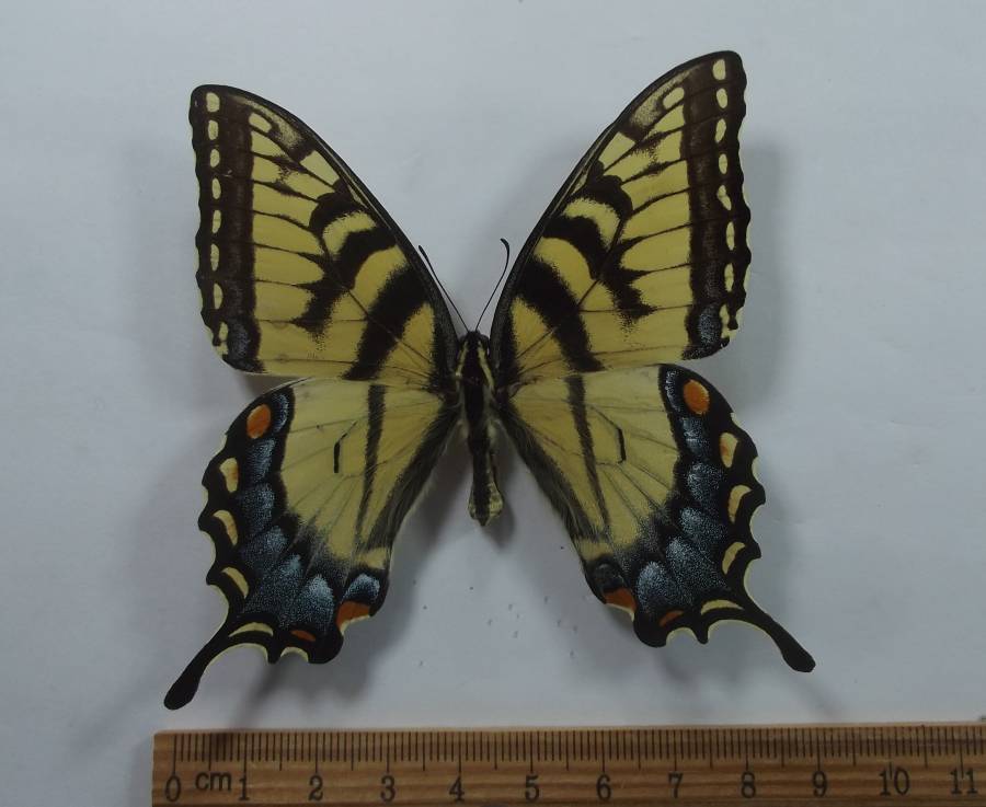 Female -Dorsal View<br>(Origin of the Specimen: Hot Springs, S.Dak, June 2011)