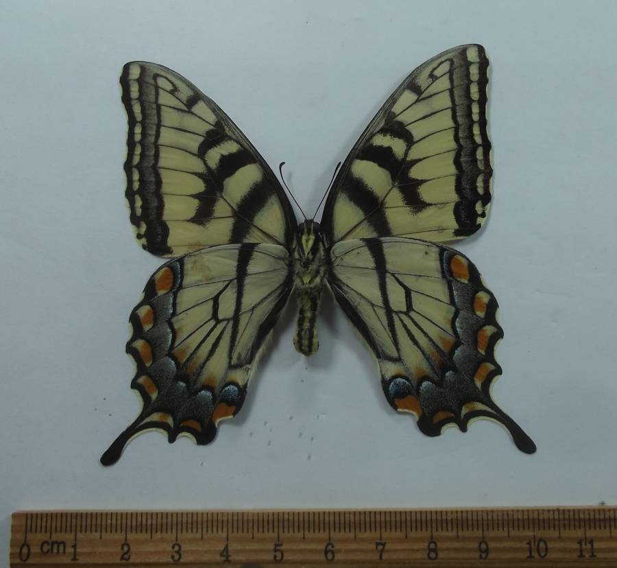 Feamle - Ventral View<br>(Origin of the Specimen: Hot Springs, S.Dak, June 2011)