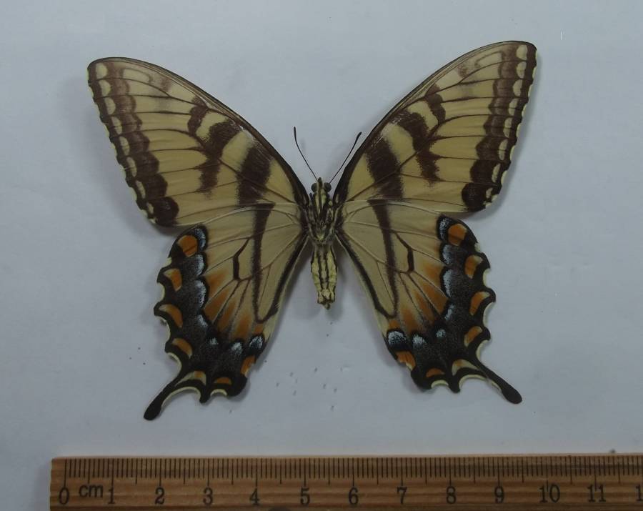 Femalel - Ventral View<br>(Origin of the Specimen: Hot Springs, S. Dakota, Aug,, 2009)