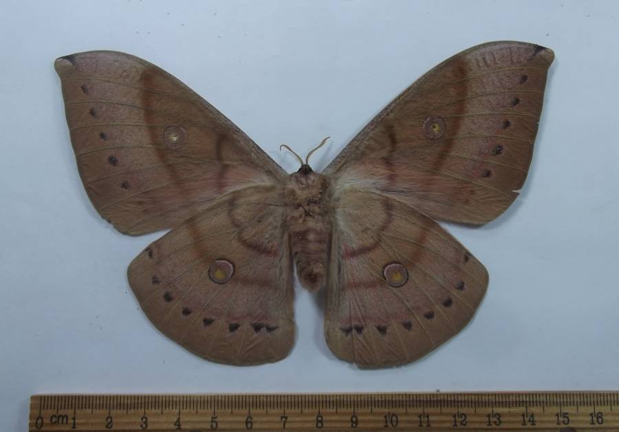 Feamle - Ventral View