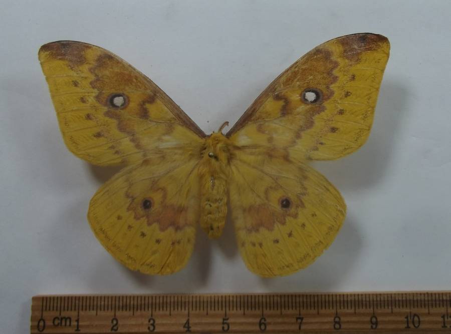 Female - Dorsal View ssp weymeri<br>(Origin of the Specimen: Arfak Mnts, Oct. 2009)