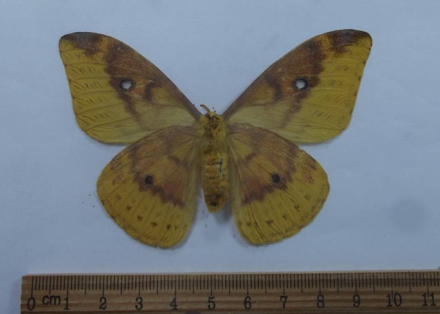 Femalel - Ventral View ssp weymeri<br>(Origin of the Specimen: Arfak Mnts, Oct. 2009)