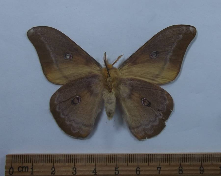 Male - Ventral View<br>(Origin of the Specimen: Arfak Mnts, Oct. 2009)