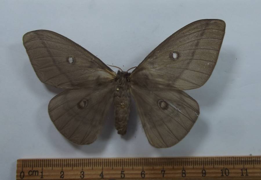 Female - Dorsal View<br>(Origin of the Specimen: Arfak Mnts, Oct. 2009)