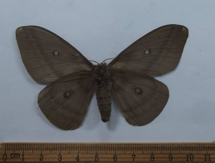 Female - Ventral View<br>(Origin of the Specimen: Arfak Mnts, Oct. 2009)