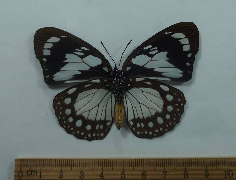 Female - Ventral View<br>(Origin of the Specimen: Kenya, July 2009)