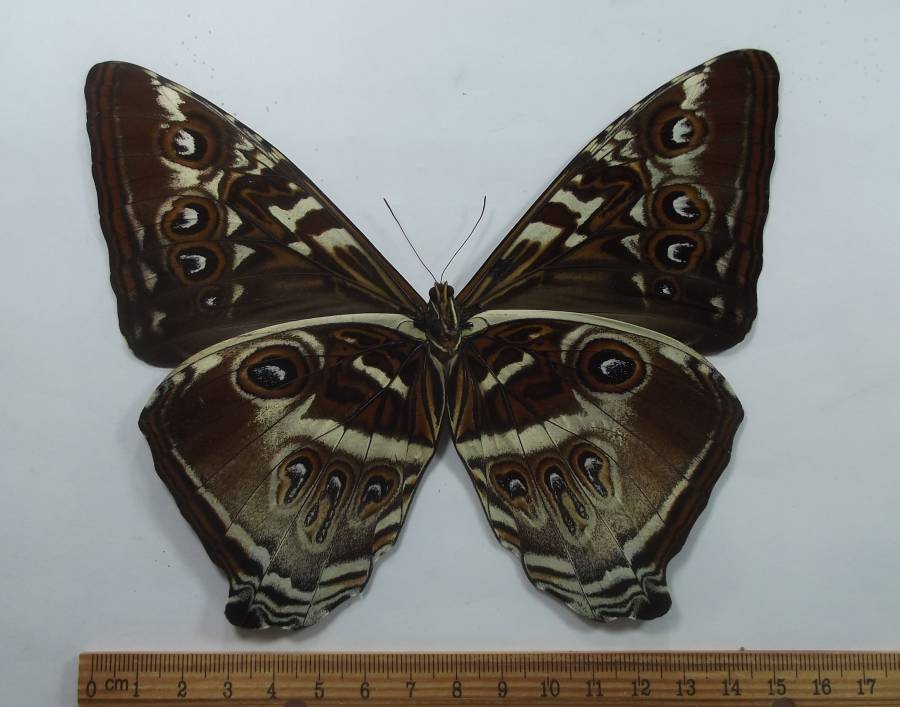 Male - Ventral View<br>(Origin of the Specimen: Atalaya, 700 Feet, Peru)