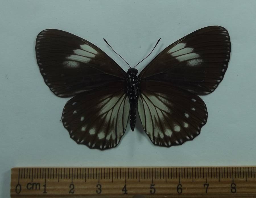 Female - Ventral View<br>(Origin of the Specimen: Kenya, July 2009)