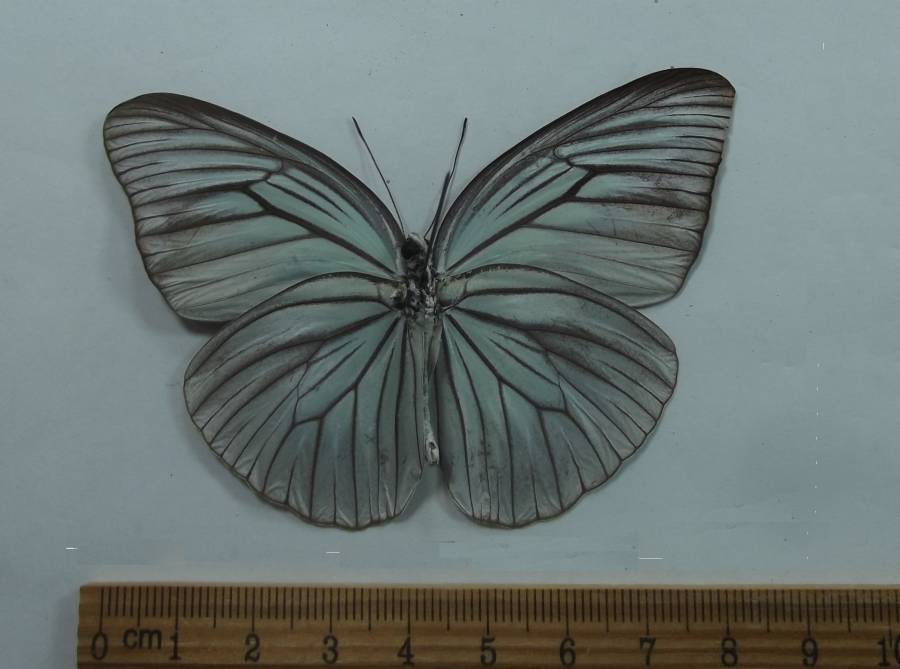 Male - Ventral View<br>(Origin of the Specimen: Borneo, Aug 9, 1998)