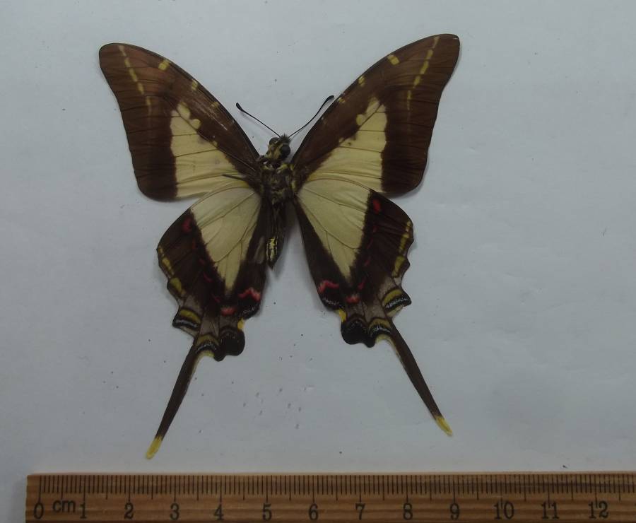 Male - Ventral View<br>(Origin of the Specimen: Chiapas, May 1977)