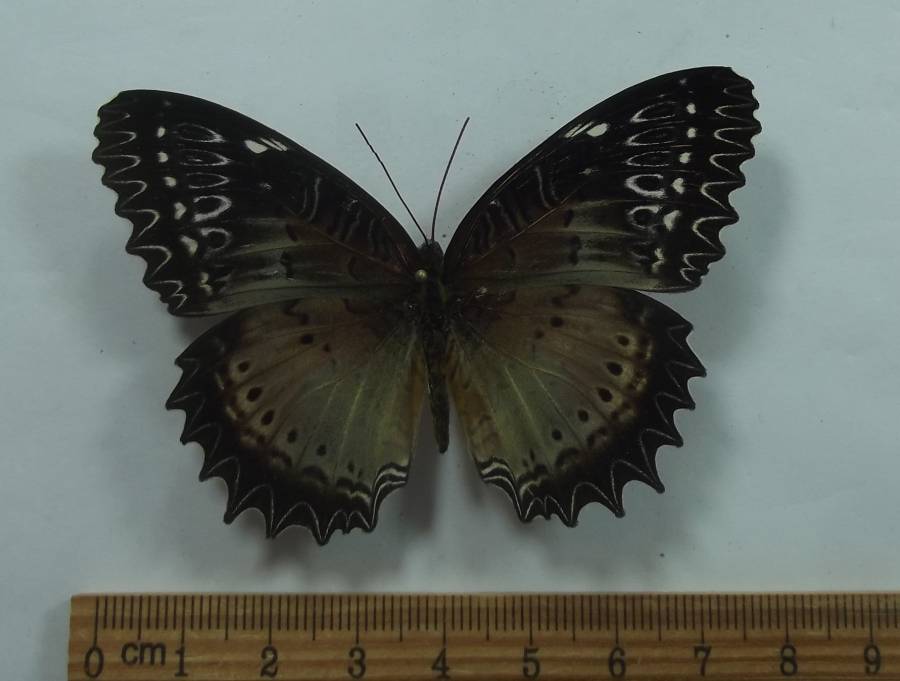 Female - Dorsal View<br>(Origin of the Specimen: Laos, May 2002)