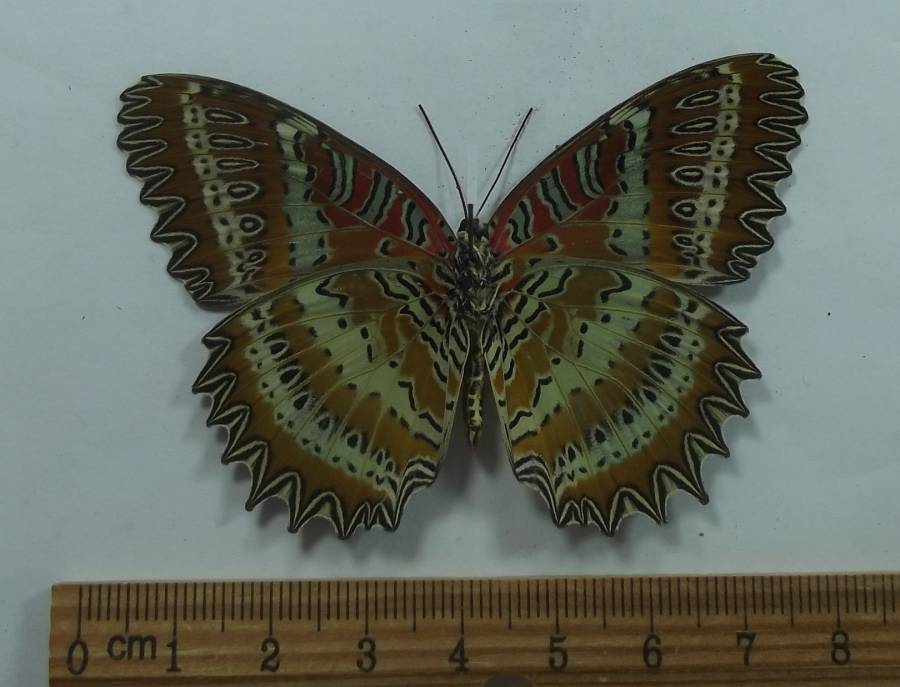 Female - Ventral View<br>(Origin of the Specimen: Laos, May 2002)