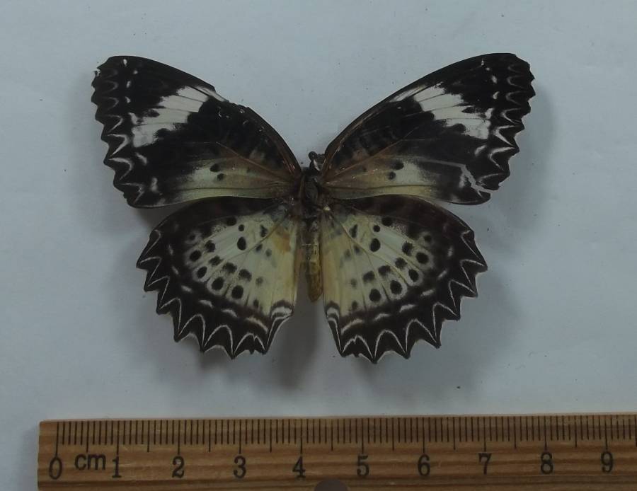 Female - Dorsal View<br>(Origin of the Specimen: Laos, August 1999)