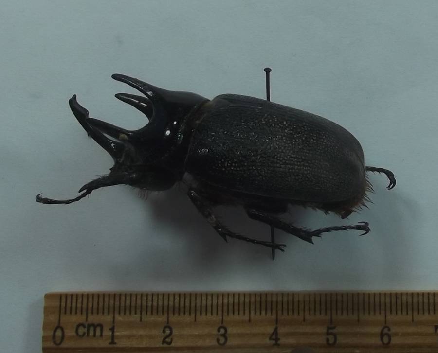 Angle View<br>(Origin of the Specimen: Central Guatemala)