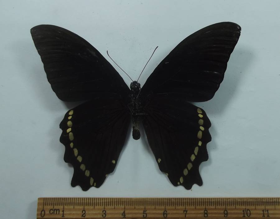 Male - Ventral View<br>(Origin of the Specimen: Northern Cameroon, 2018)