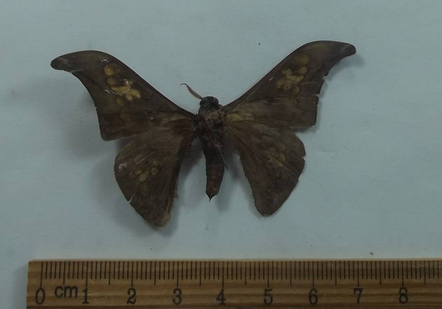Male - Ventral View<br>(Origin of the Specimen: North central Cameroon, 2018)