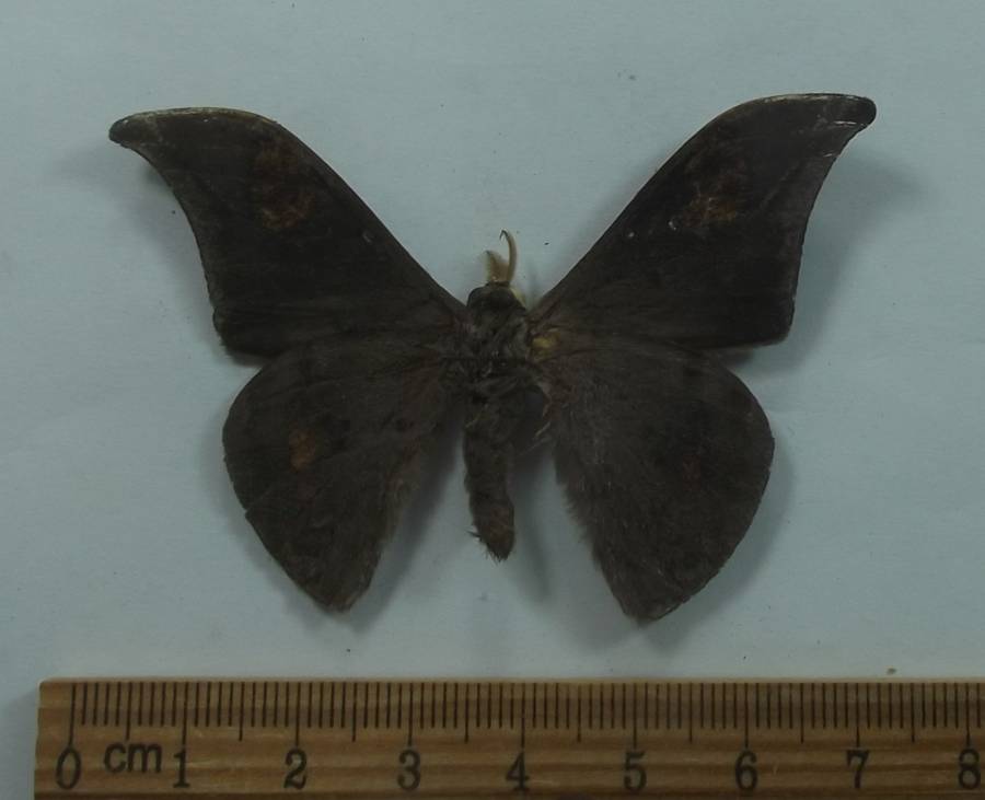 Male - Ventral View<br>(Origin of the Specimen: North Central Cameroon, 2018)