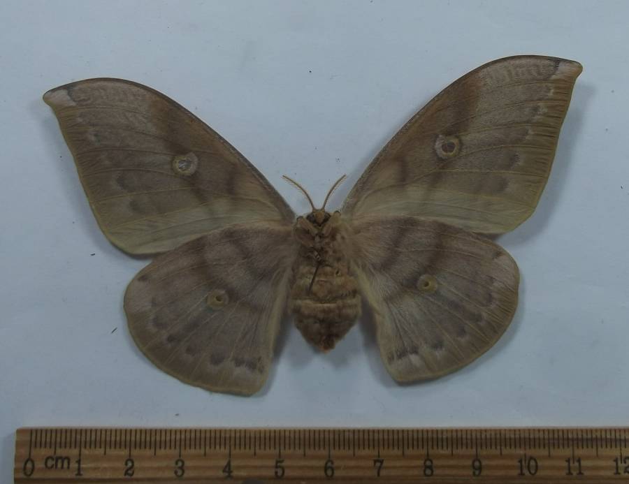 Female - Ventral View<br>(Origin of the Specimen: Sumba, March 2009)