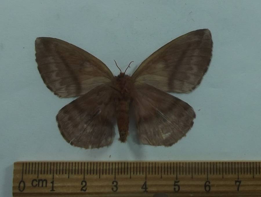 Female - Ventral View<br>(Origin of the Specimen: Esmeraldes, Educaodr, Sept 2013)