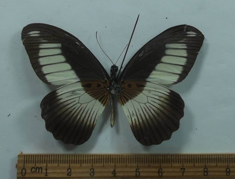 Male - Ventral View