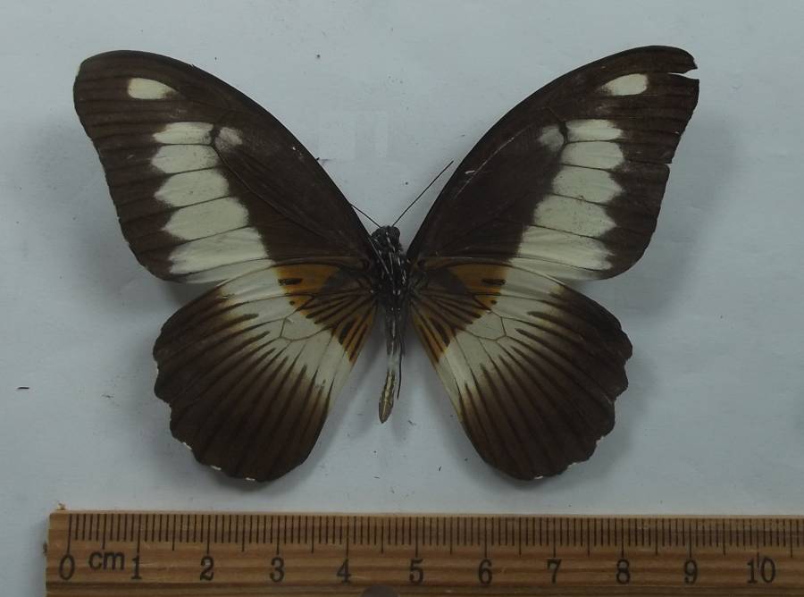 Male - Ventral View<br>(Origin of the Specimen: Northern Cameroon, 2017)