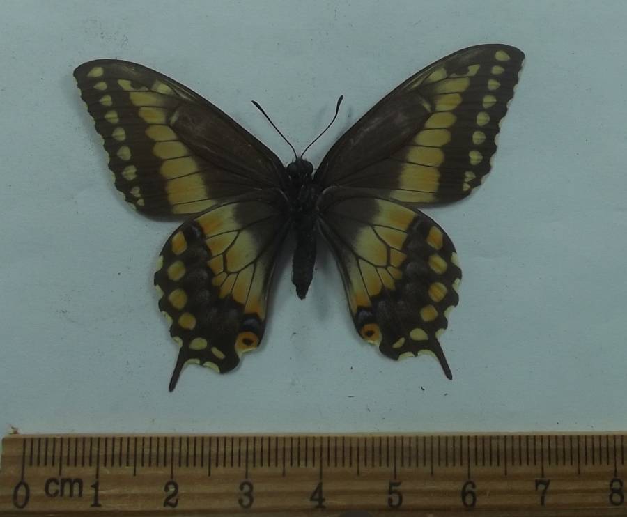 Male - Ventral View<br>(Origin of the Specimen: W-W Hill, California, May 28, 1949)