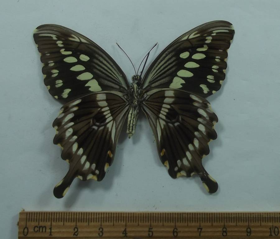 Female - Ventral View<br>(Origin of the Specimen: Tanzania, Sept. 2009)