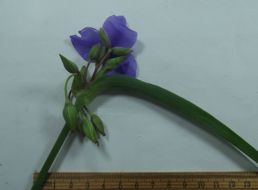 Flower Reaar, Perpared Specimen<br>(Origin of the Specimen: Garden, McHenry Co, Illinois)