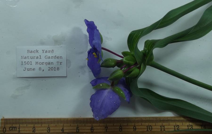 Flower Side<br>(Origin of the Specimen: Garden, McHerny Co, Illinois, 2018)