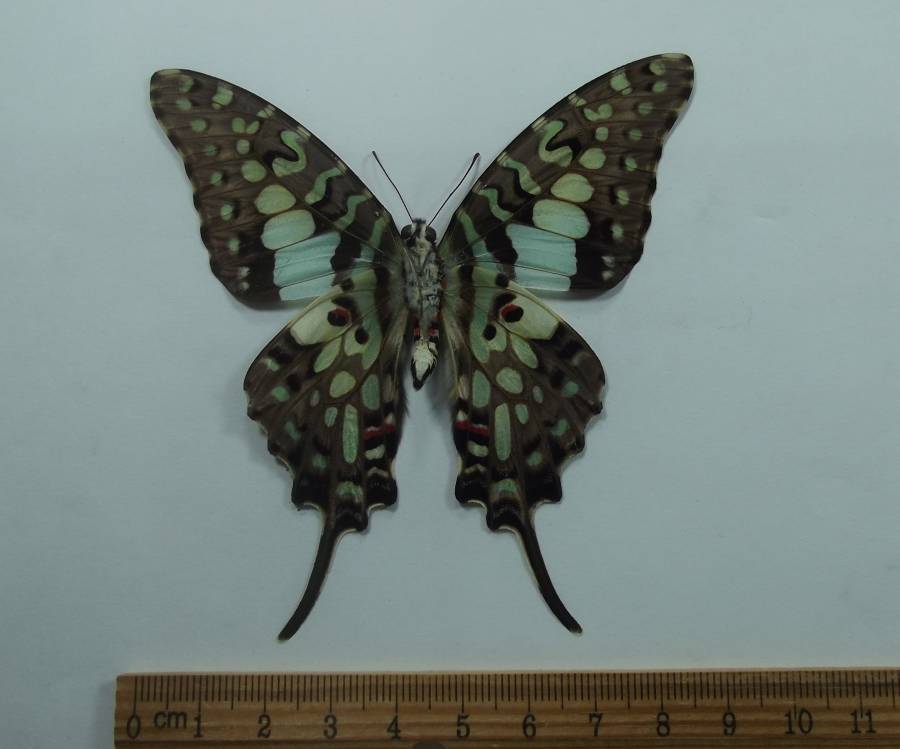 Male - Vetnral View<br>(Origin of the Specimen: Tanzania, July 1998)