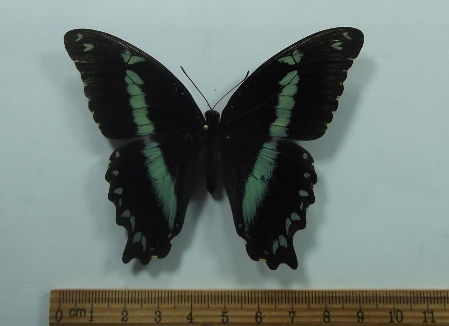 Female - Dorsal View<br>(Origin of the Specimen: Tanzania, Sept 2009)