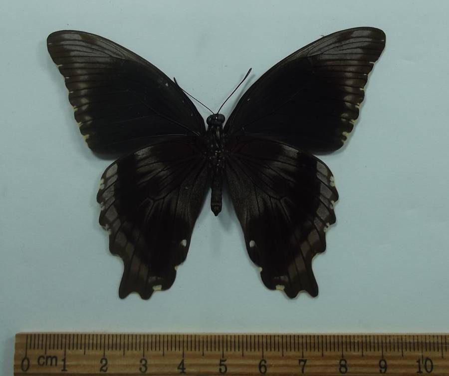 Female - Ventral View<br>(Origin of the Specimen: Tanzania, Sept 2009)
