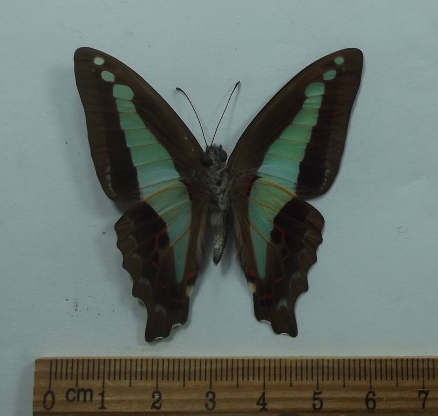 Male - Ventral View<br>(Origin of the Specimen: Timor, May 2012)