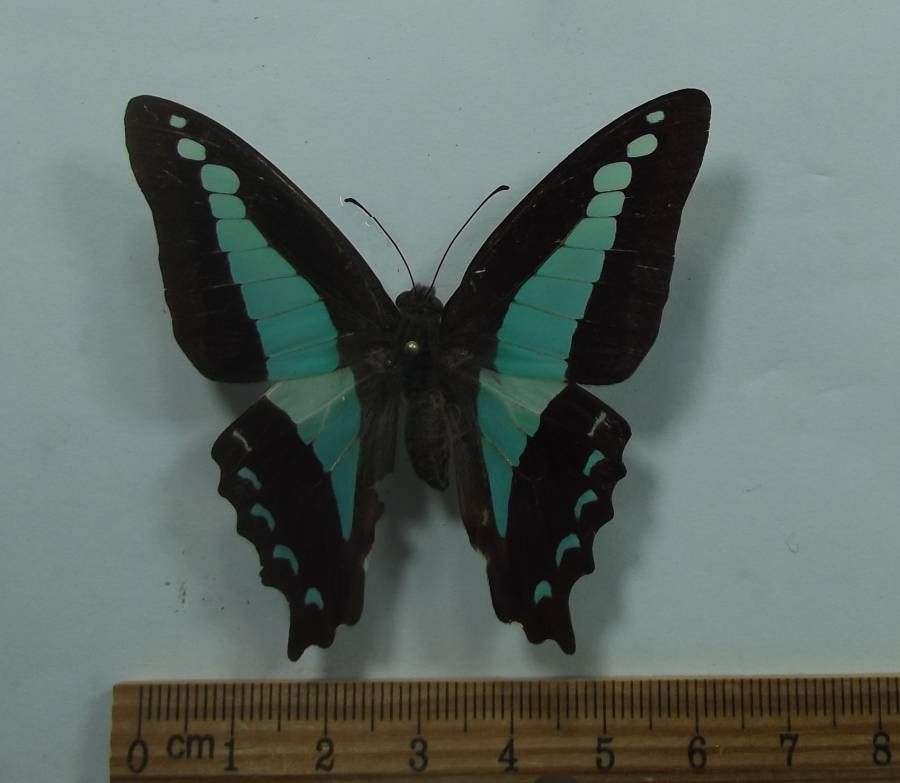 Female-  Dorsal View<br>(Origin of the Specimen: Timor, May 2012)